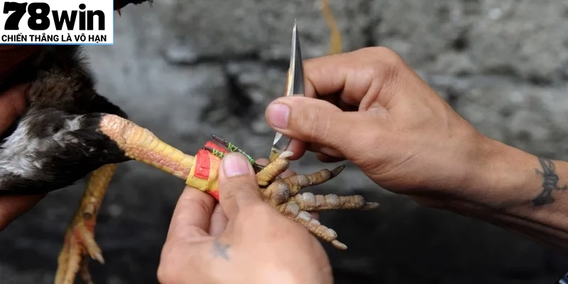 Phần dao sắc được gắn ở cựa gà