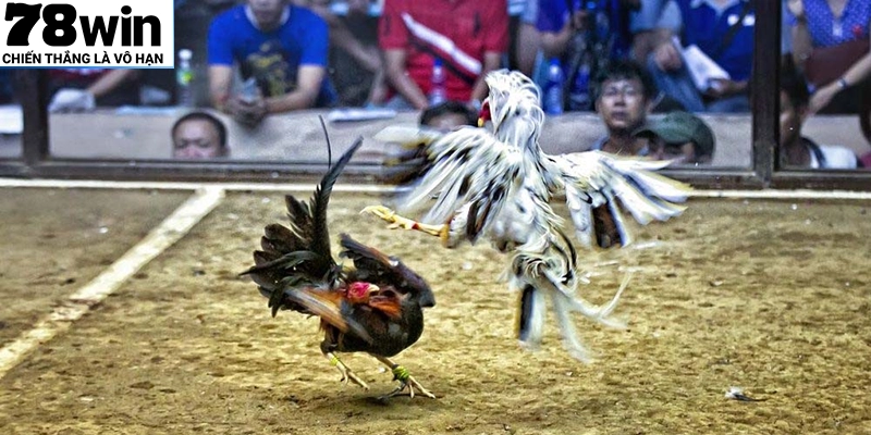 Hãy chơi đá gà có chiến thuật và phân bổ ngân sách hợp lý