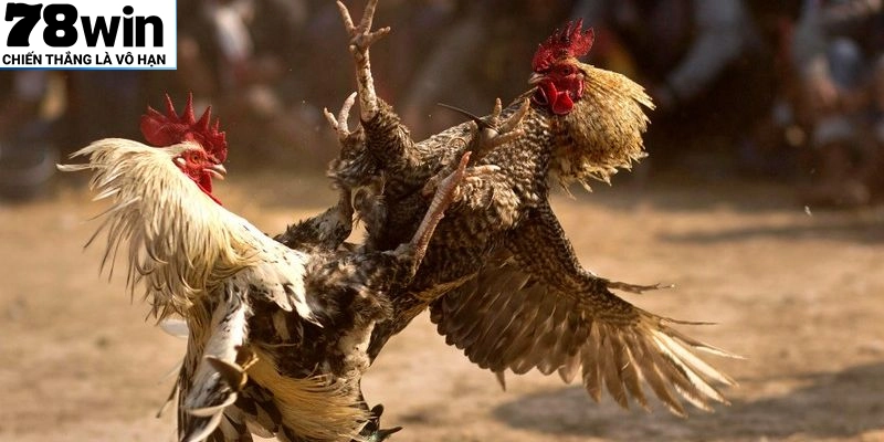 Đá Gà Cựa Sắt – Cuộc Chiến Căng Não Giữa Những Chiến Kê