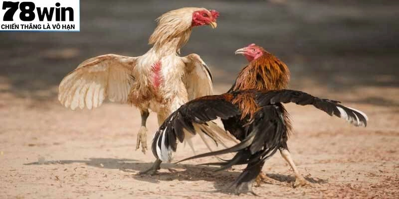 Đá Gà Thomo 78WIN – Trải Nghiệm Cá Cược Kịch Tính, Hợp Pháp