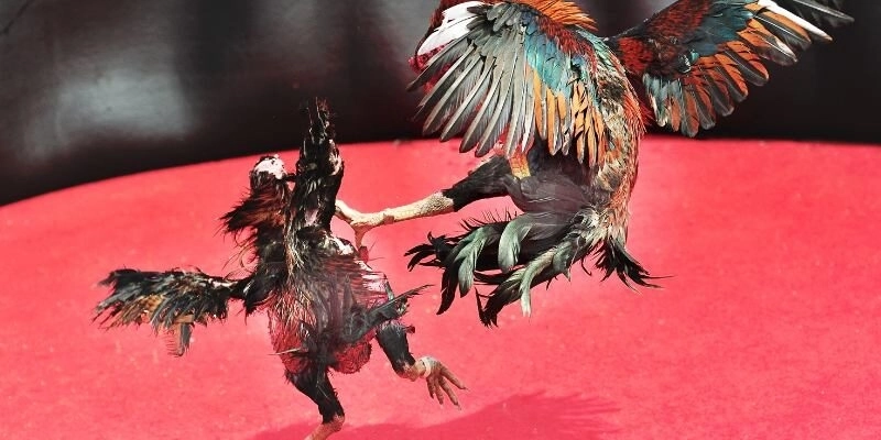 Các trận đấu tại đá gà 78WIN được diễn ra trực tiếp, hoàn toàn minh bạch