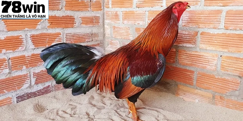 Gà Asil có nguồn gốc từ Ấn Độ, chiến đấu bền bỉ