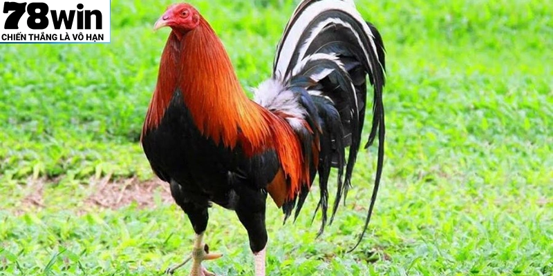 Giống gà Mỹ khá được ưa chuộng xong đá gà cựa dao
