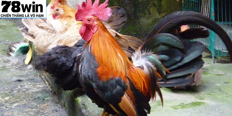 Giống gà Thái nhanh nhẹn, thông minh