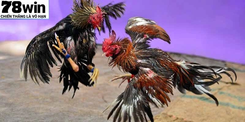 Luật chơi đá gà cơ bản cho newbie tham khảo