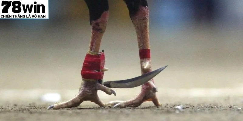 Đá Gà Cựa Dao – Trận Chiến Máu Lửa Của Những Chiến Kê Thép